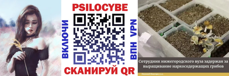 Псилоцибиновые грибы Psilocybine cubensis Лобня