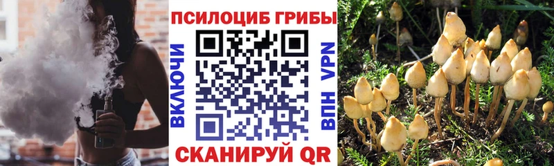 Псилоцибиновые грибы Cubensis  Лобня 